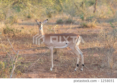 黑斑羚 1258031