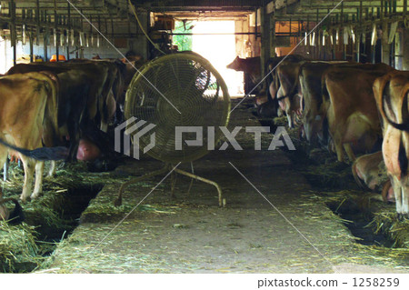 Summer cow house 1258259