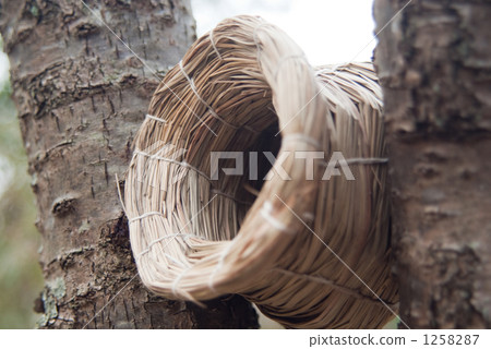 bird's Nest bird's Nest 1258287