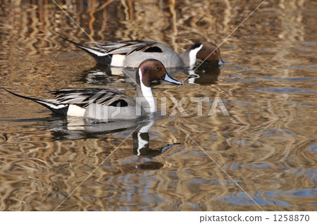 小長鴨 小長鴨 1258870