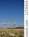 蕎麥花 1258928