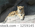 panthera leo, animal, animals 1259145