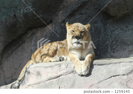 panthera leo, animal, animals 1259145