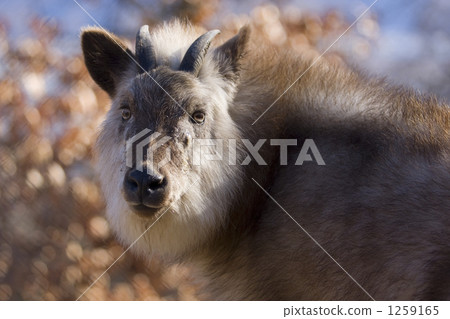 Japanese serow Japanese serow 1259165