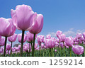 Tulip field 1259214