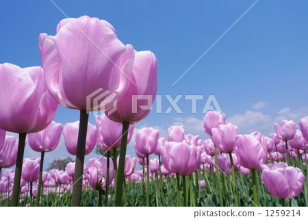 鬱金香領域 1259214