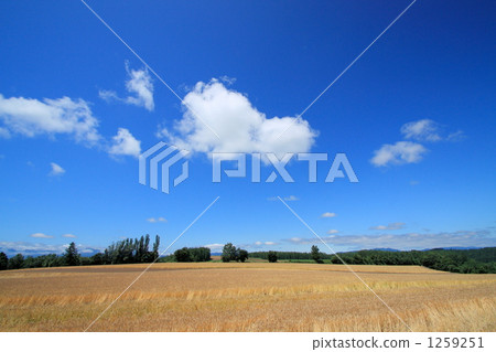 富良野的麥田 1259251