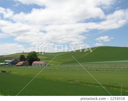 希爾鎮美瑛 1259316