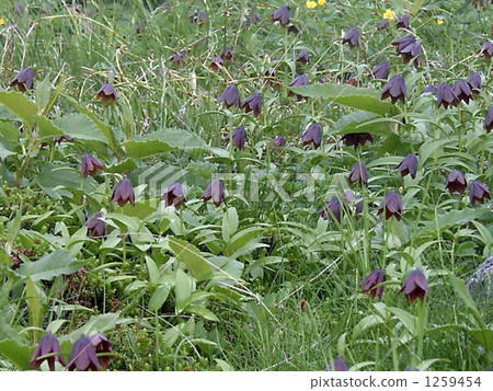 Colony Kuyuri 1259454