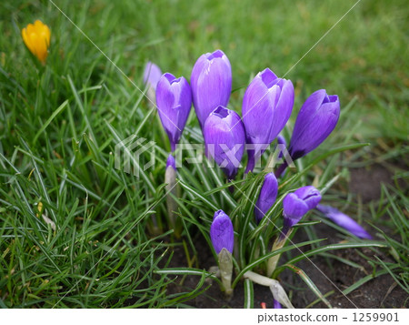 Crocus · purple Crocus · purple 1259901
