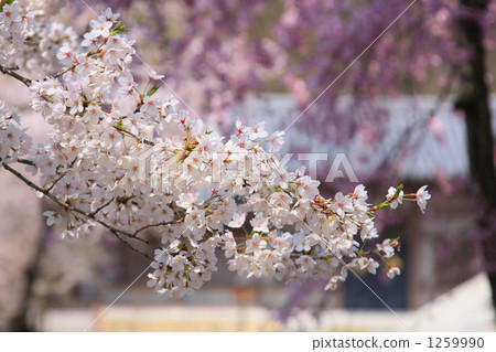 長野市Yunigami-dori的櫻花（吉野櫻花） 1259990