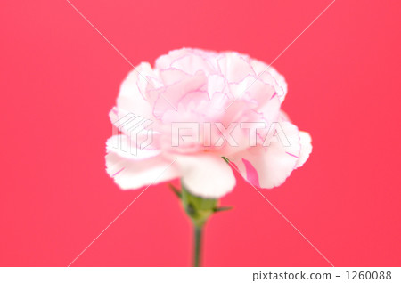 Carnation on Mother's Day. 1260088