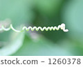 tendril, vine, lifting 1260378