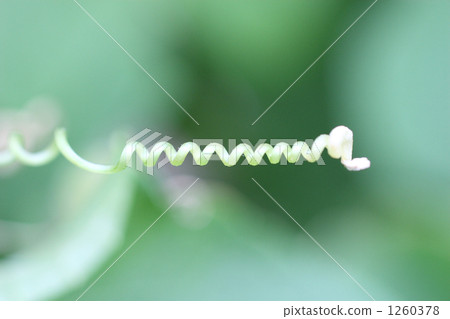 tendril, vine, lifting 1260378
