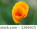 close up, close-up, closeup 1260415