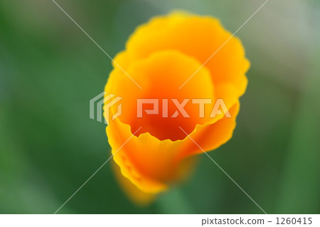 close up, close-up, closeup 1260415