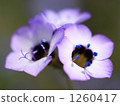 gilia, close up, close-up 1260417