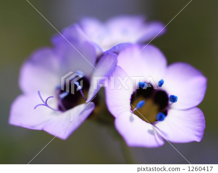 gilia, close up, close-up 1260417