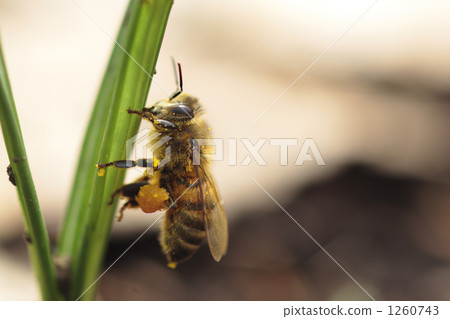 Up of honey bees stuck in leaves 1260743