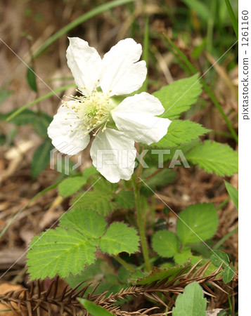 草草莓花 1261160