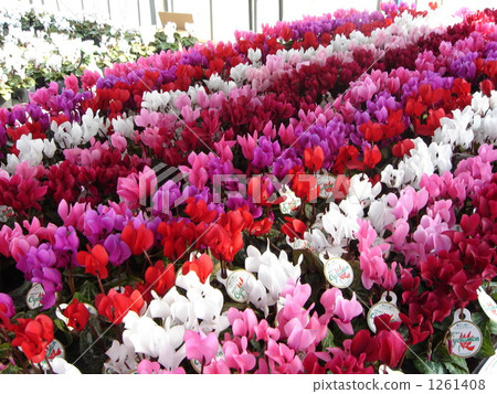 Cyclamen House Cyclamen House 1261408