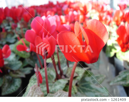 仙客來之家 1261409