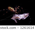 Spider's meal 1261614