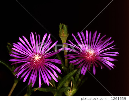 Umbrella flowers Umbrella flowers 1261639