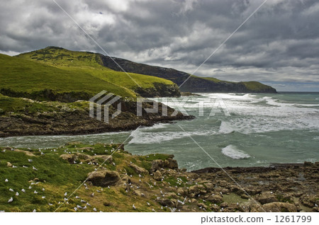 奧塔哥半島的洶湧海面 奧塔哥半島的洶湧海面 1261799