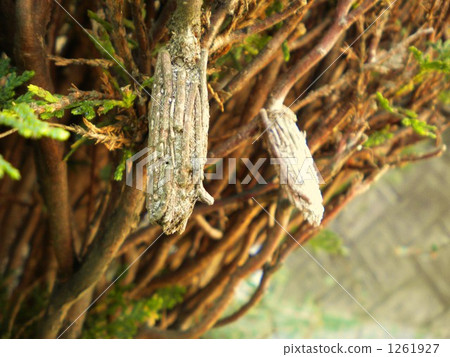 Minor beetle 1261927