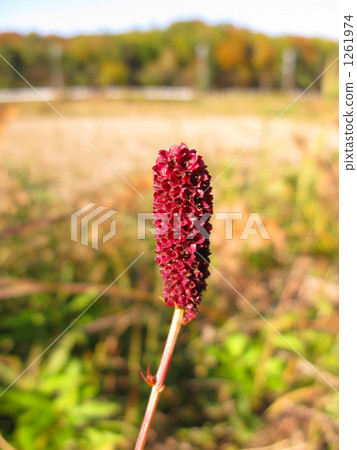 在秋天的秋天日落 1261974