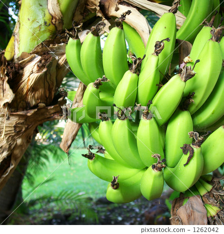 Hawaii Maui Banana 1262042