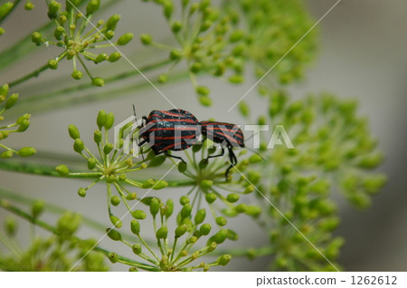 pentatomidae, milanista shield bug, mating 1262612