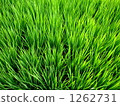 Paddy field 1262731