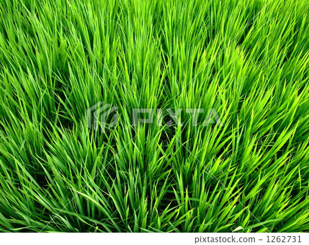 Paddy field 1262731