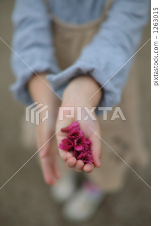 Cherry blossoms 1263015