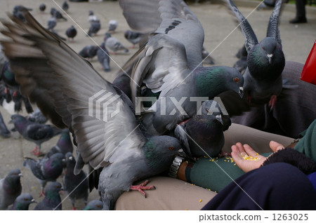 Dove 1263025