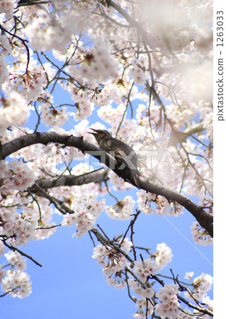 Cherry Blossoms   1263033