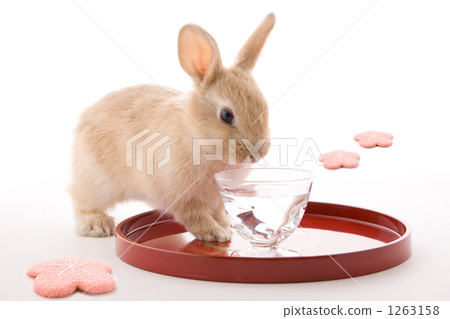 朱紅色托盤和清酒碗和櫻花圖像兔子 朱紅色托盤和清酒碗和櫻花圖像兔子 1263158