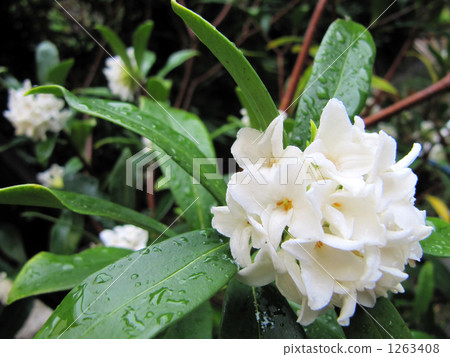 白色黎明花 白色黎明花 1263408