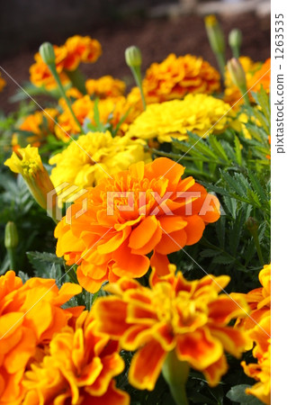 Midsummer Flower Bed 1263535