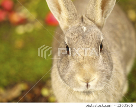 兔子 兔 草食動物 1263566