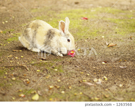 兔子 兔 草食動物 1263568