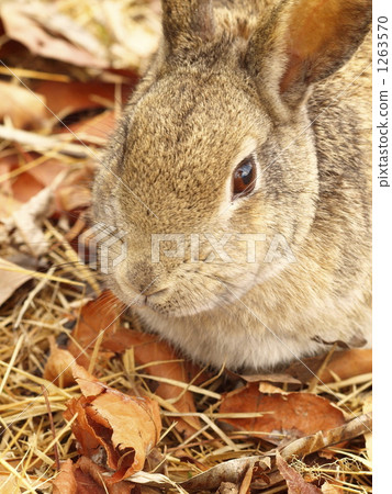 兔子 兔 草食動物 1263570