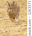兔子 兔 跳 1263571