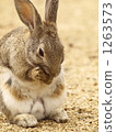 兔子 兔 草食動物 1263573