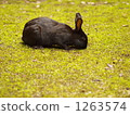 兔子 兔 草食動物 1263574