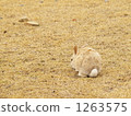 兔子 兔 一隻鳥 1263575