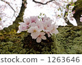 Cherry Blossoms Bouquet 1263646