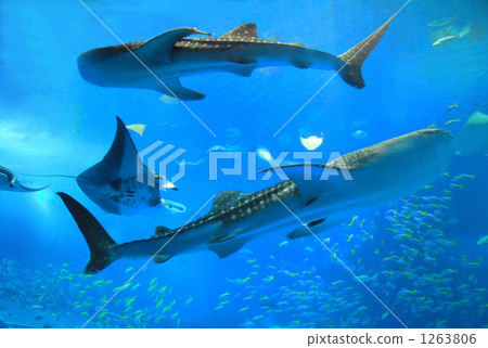 鯨鯊 鹹水魚 海水魚 1263806